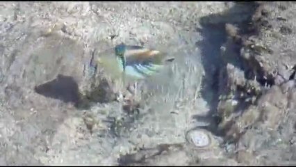 Baliste Picasso comme Pablo :-) (Reunion Island)