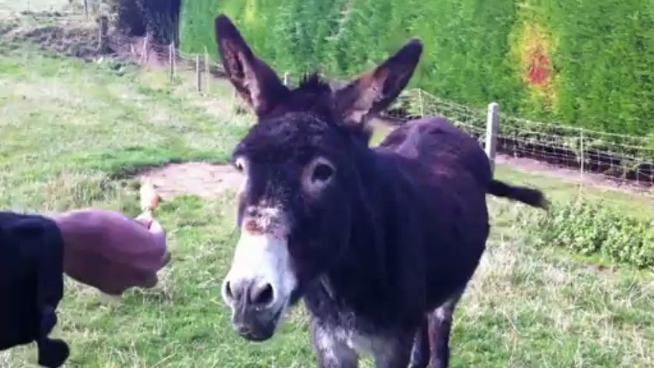 funny donkey
