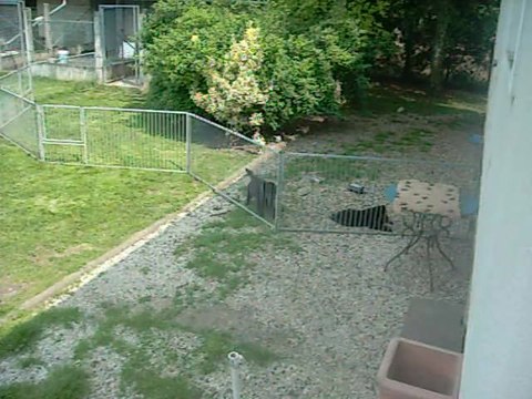 26 juin 2013 (9 semaines) : le rose ne veut plus être dans l'enclos