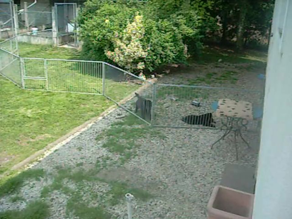 26 juin 2013 (9 semaines) : le rose ne veut plus être dans l'enclos