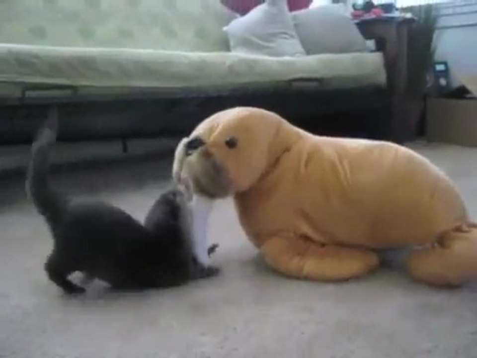 Bébé loutre vs Morse