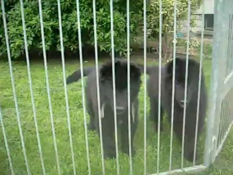 26 juin 2013 (9 semaines) : le gris et le rose