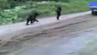 Black bear attacks Man