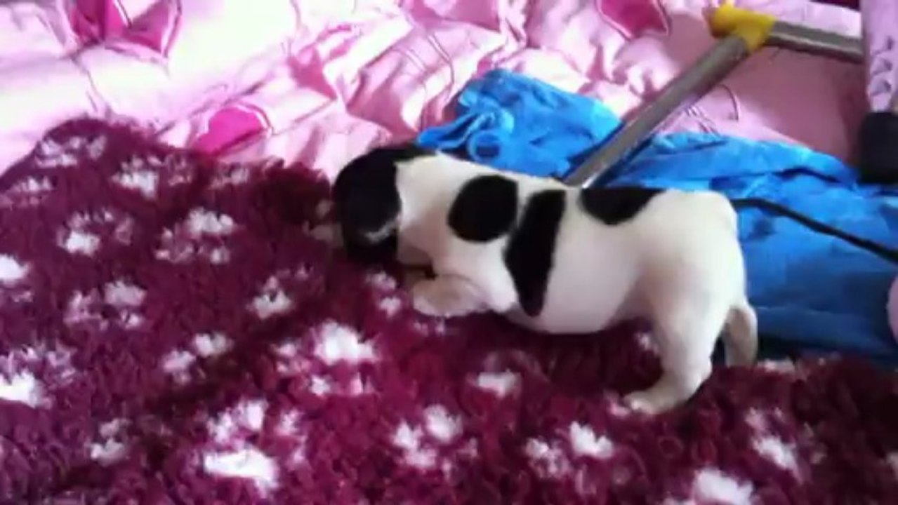 MALE DE CLYDE 1