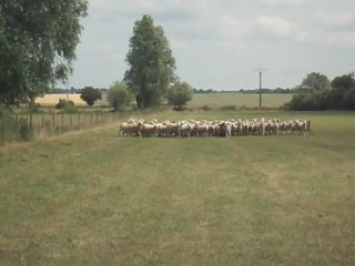 Faya apprend le pousse