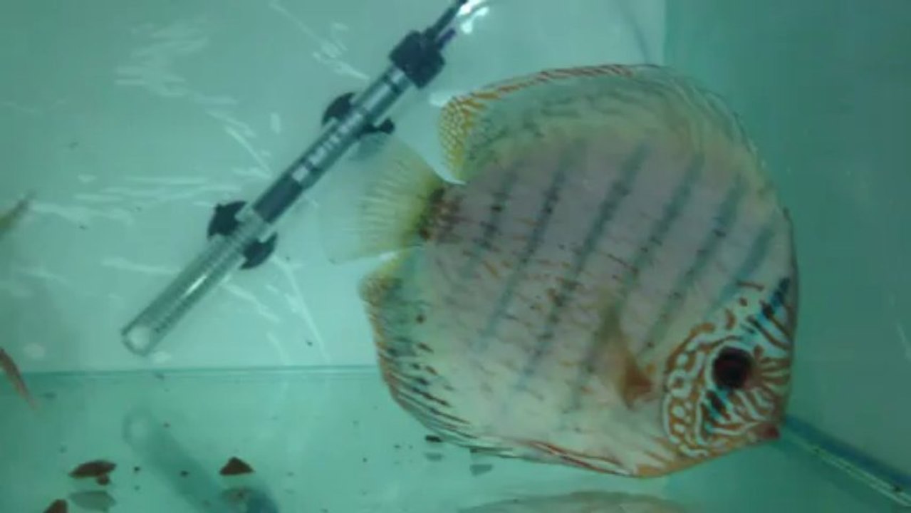 Altum flora discus