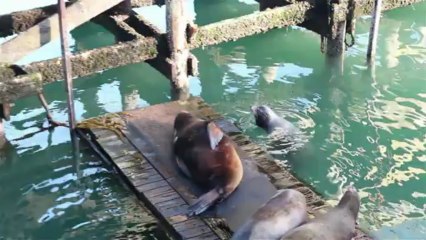 Video of 1329 NE Newport Heights Dr Newport Oregon - Oceanview Oregon House for Sale