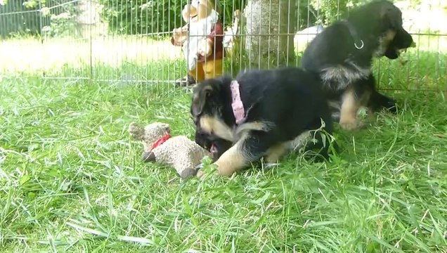 Chiots berger allemand