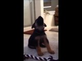 Adorable puppy learns to howl