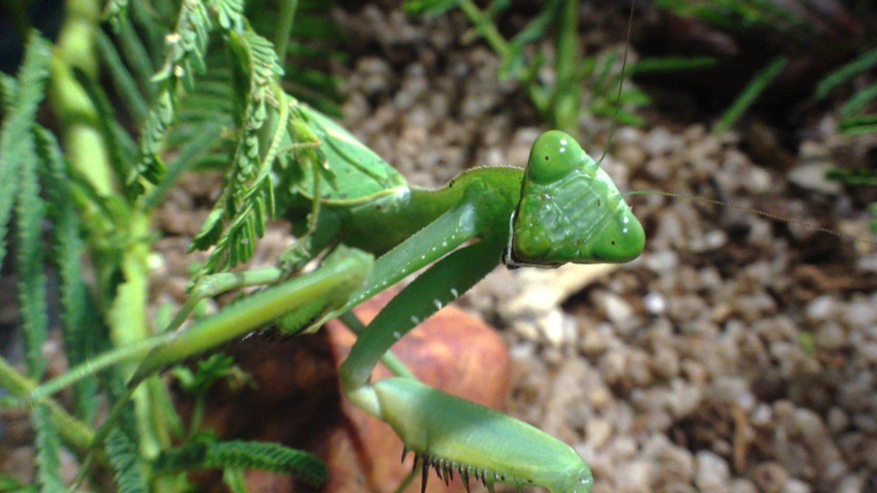 Giant Green Mantid