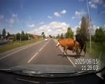 Voiture percute une vache