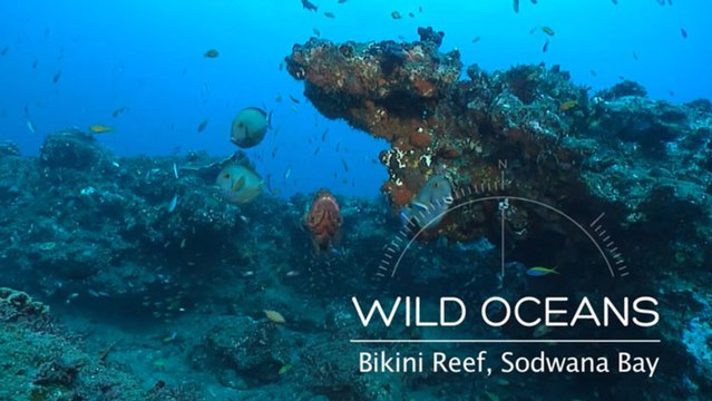 Oddities & Giants on Bikini Reef