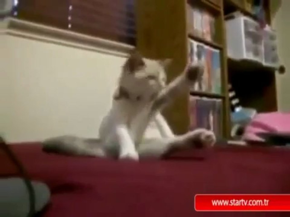 Bacak bacak üstüne atan kedi