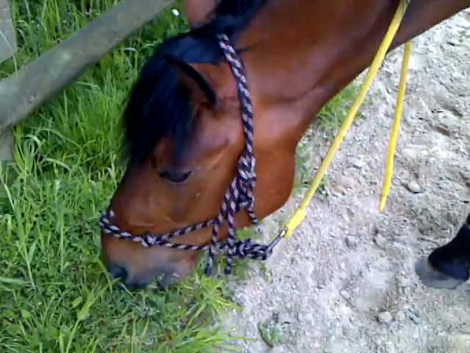 Mon loulou qui broute ♥