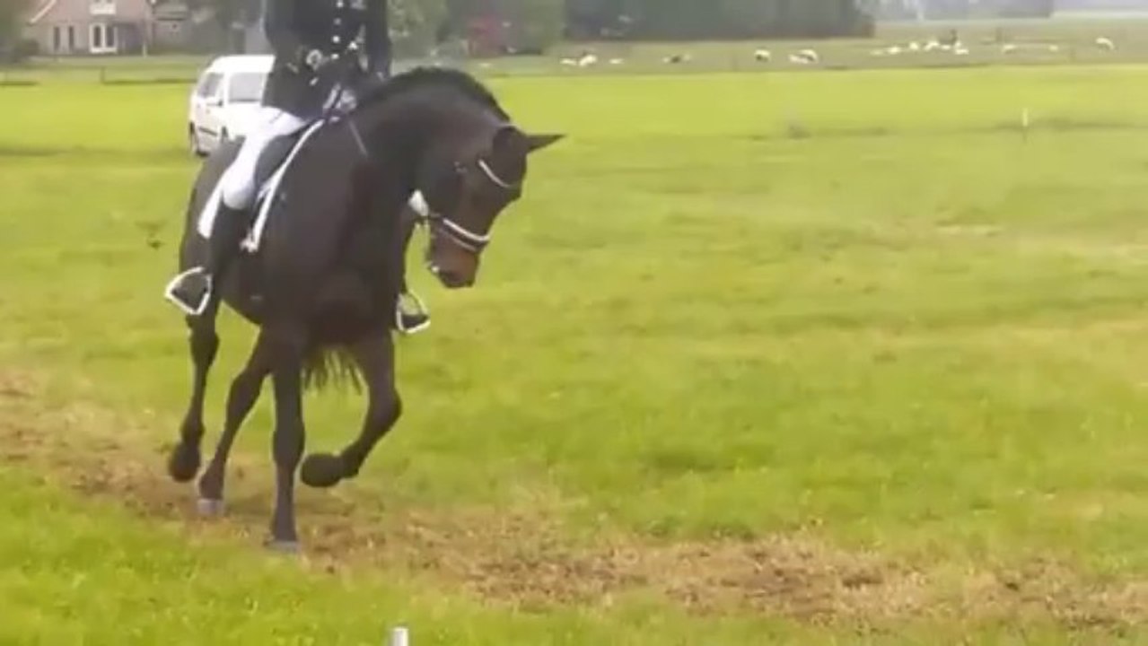 SOLD Horse for Kris Jazz x Goodtimes