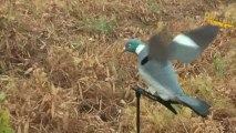 chasse pigeon palombes électrique