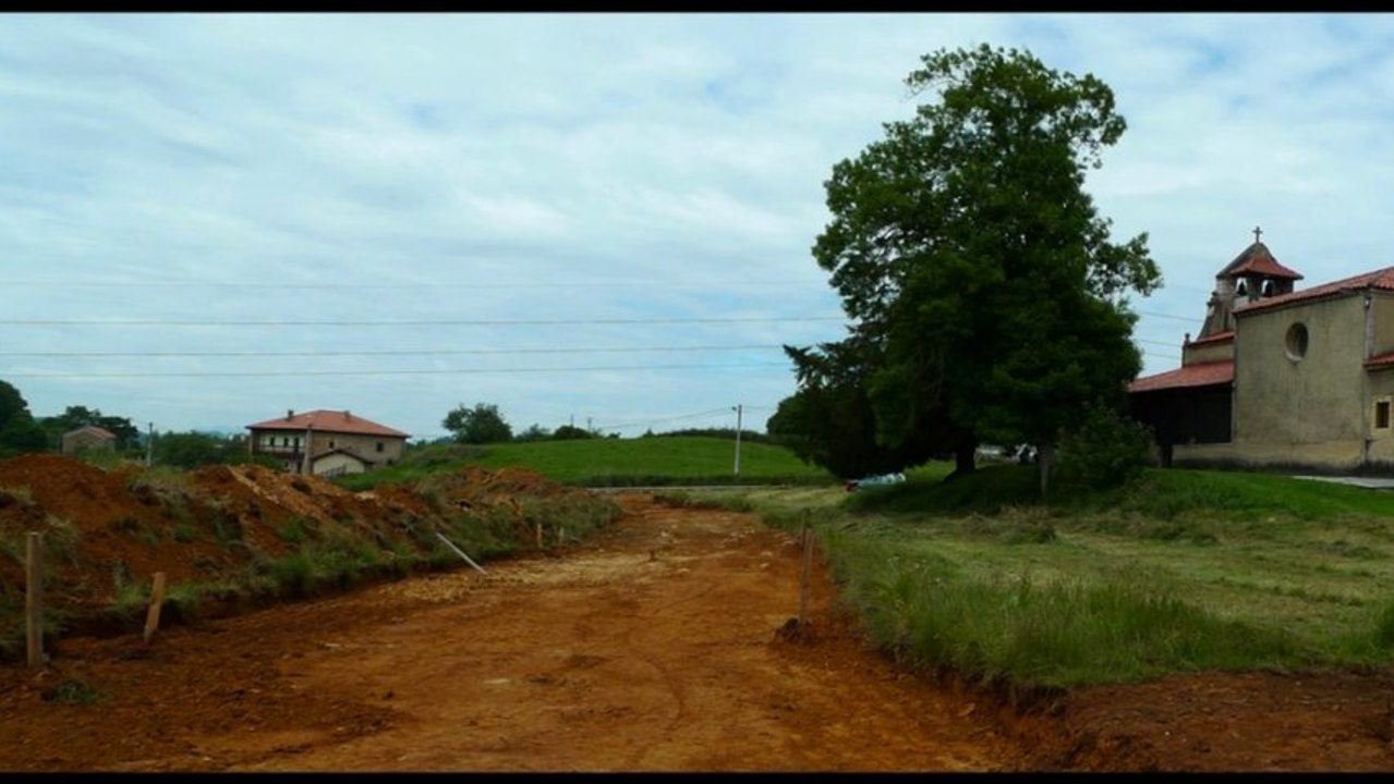 Texu de 400 años en peligro por la obra de una carretera