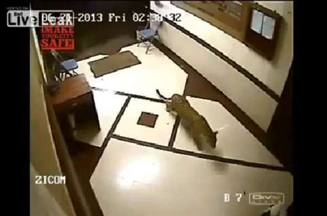 L'attaque d'un léopard dans une maison en Inde