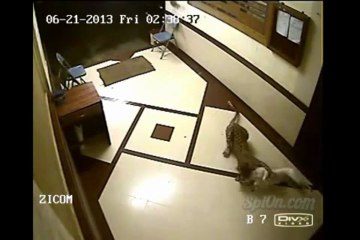 Un léopard attaque un chien à la gorge!