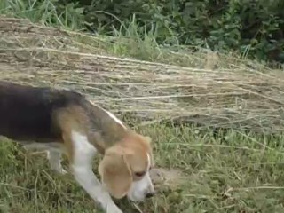 Chienne BEAGLE HAÏTI  du Chemin des Piarris