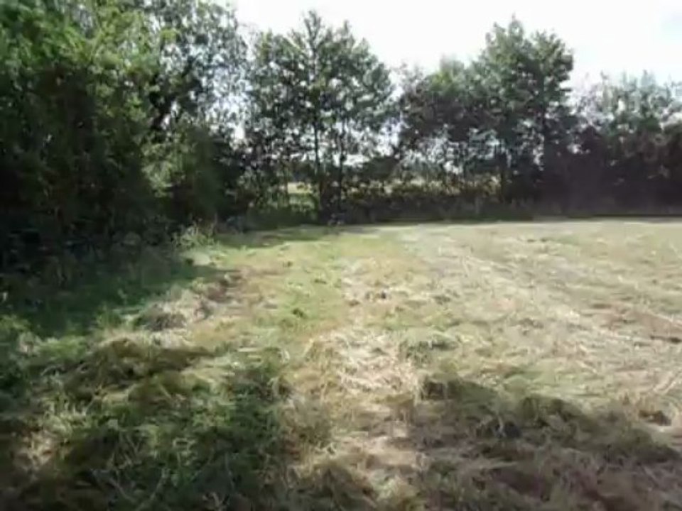 Chiennes BEAGLE HAITI et CRYSTALE juin 2013