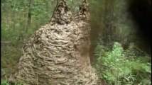 Giant Wasp Nest... Awesome!