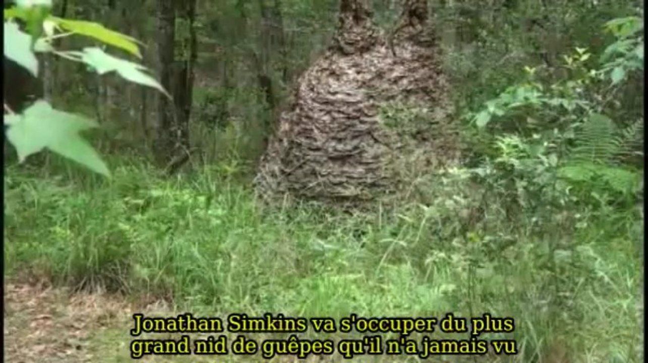 Nid de guêpes géant en Floride! Enorme...