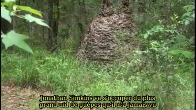 Nid de guêpes géant en Floride! Enorme...