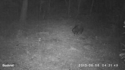 La Nuit dans le Bois de Hussigny ( Juin 2013)