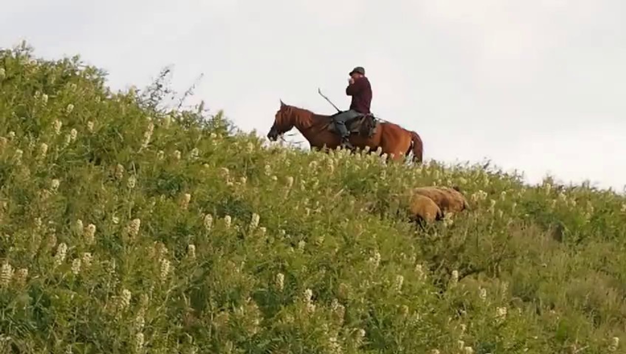 Roues-Libres / Mouton - Kazakhstan