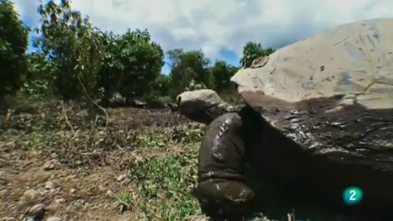 Galápagos, el reino de los tiburones gigantes