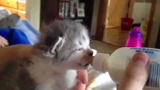 Un petit chaton boit du lait au biberon en bougeant ses oreilles.