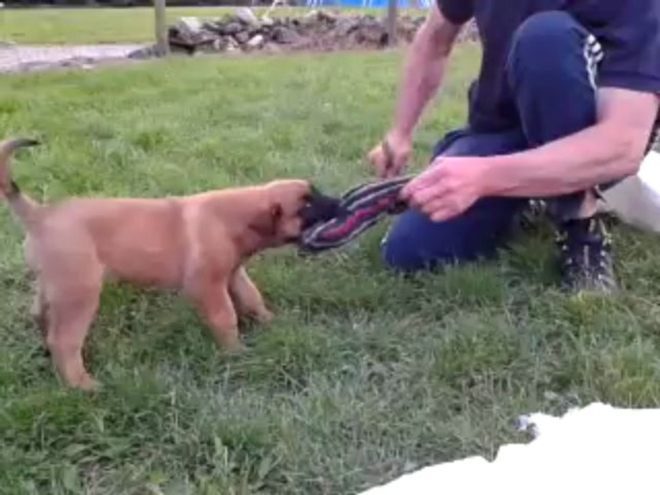 elevage des crocs sentinelles