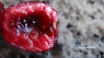 gusano de las cerezas