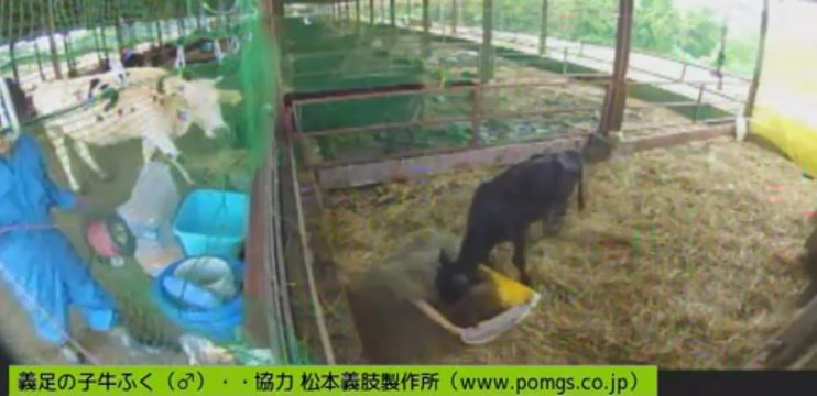 20130623 針パパ、ガガ、いちご、ちび太　ガガの覗きっぷりが見もの