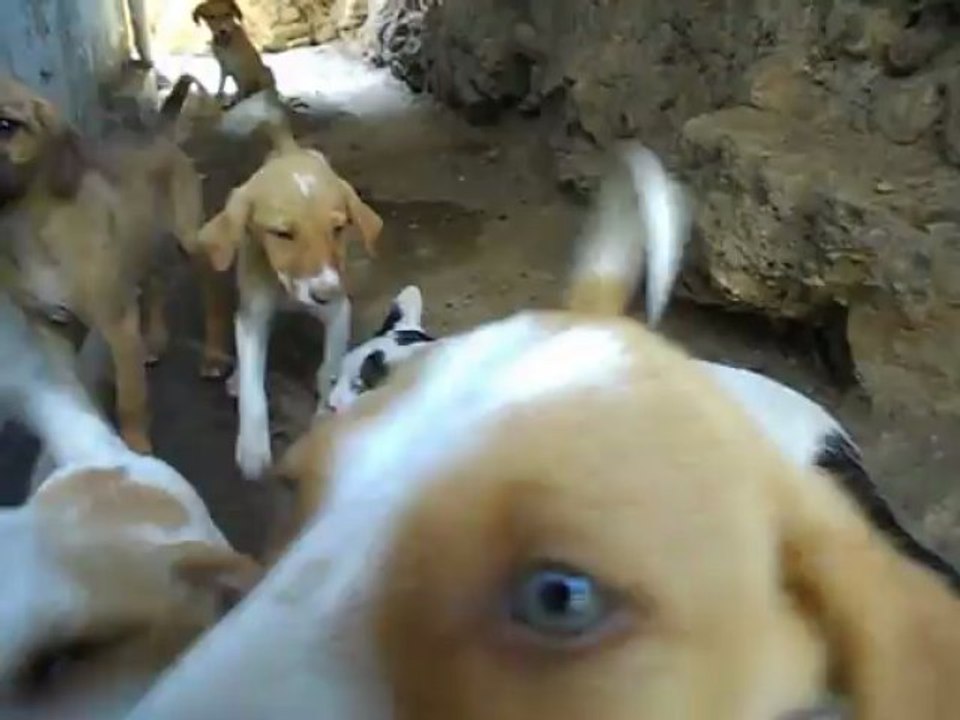Cat vs dogs