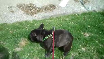 Un chien a peur de ses pets