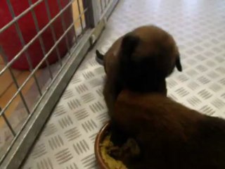 1ère bouillie des bébés malinois 3 semaines
