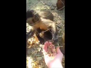 Un singe force un homme à écraser des feuilles