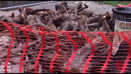 Napoli - Il cedro al largo Giusso (27.06.13)