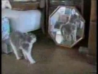 gag des chats