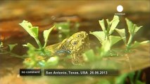 La tortue à deux têtes du zoo de San Antonio - no comment