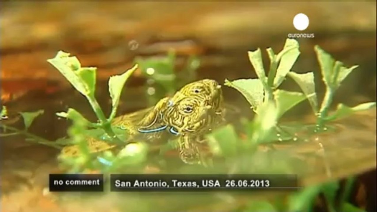 La tortue à deux têtes du zoo de San Antonio - no comment