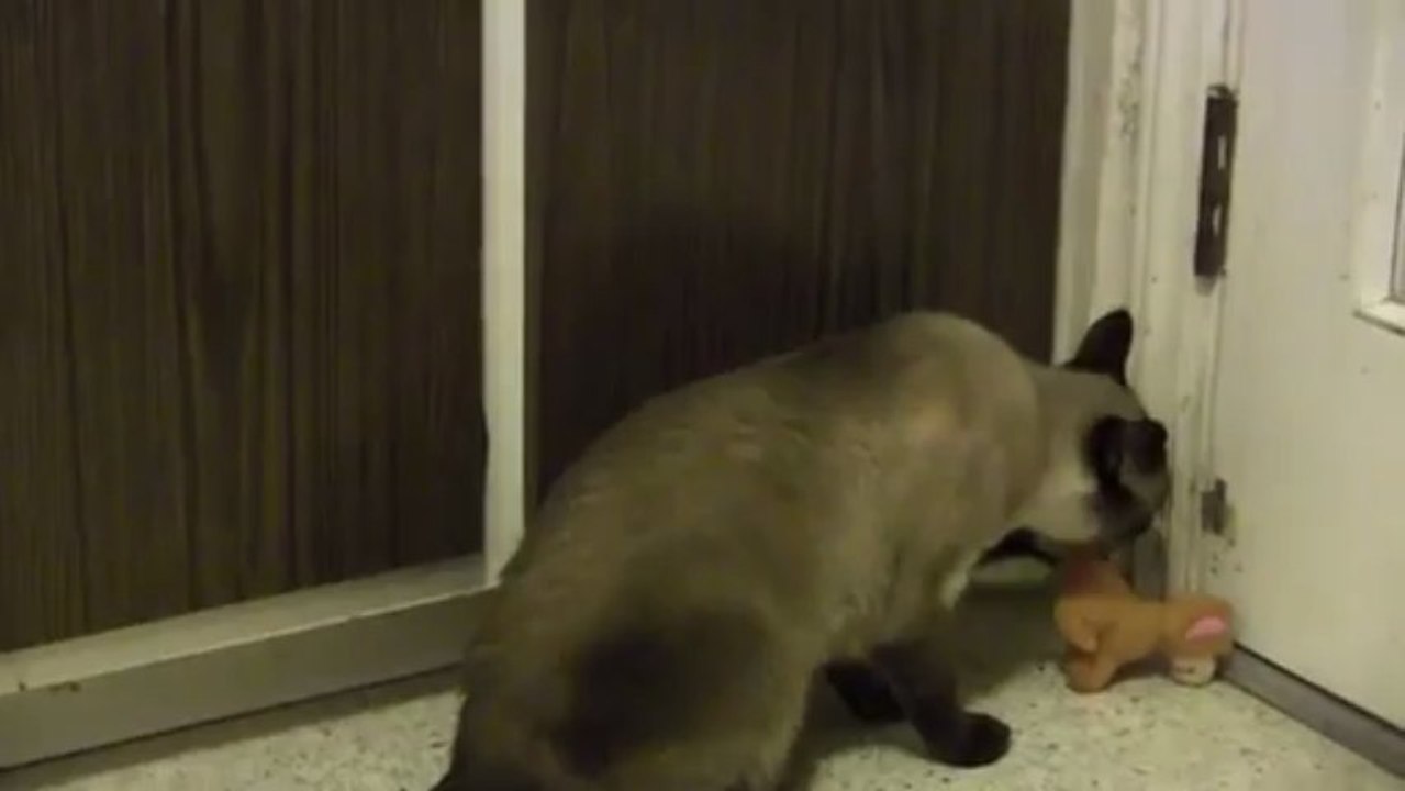 Un chat récupère une peluche dans un tiroir