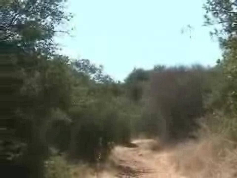 Ou est le coyote?