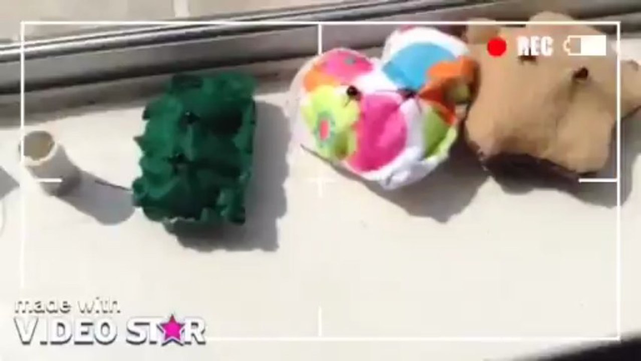 PlushieLover Show Intro