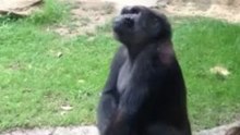 One ticked off Gorilla - at the Dallas Zoo