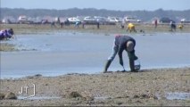 Grandes marées : Les pécheurs à pied sur Le Gois