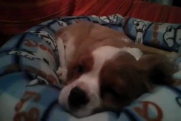 My Cavalier King Charles Spaniel - Max