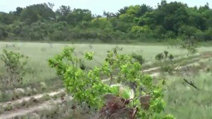 The Canals at Mango Creek |Property in Belize |904-321-9290